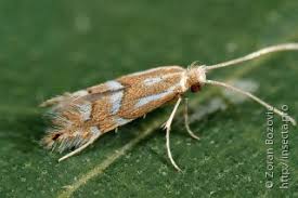 Attēlu rezultāti vaicājumam “Cameraria ohridella”