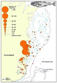 Image result for Arctogadus glacialis