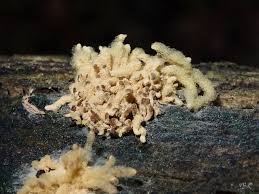 Attēlu rezultāti vaicājumam “Badhamiopsis ainoae spores”