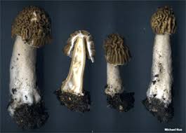 Attēlu rezultāti vaicājumam “Verpa bohemica”