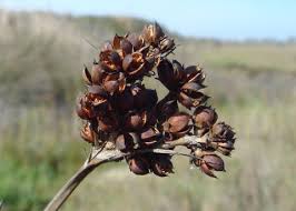 Attēlu rezultāti vaicājumam “Juncus capitatus fruit”