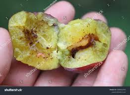 Attēlu rezultāti vaicājumam “Grapholita funebrana larva”