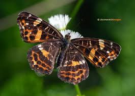 Attēlu rezultāti vaicājumam “Araschnia levana underside”