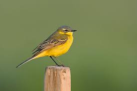 Attēlu rezultāti vaicājumam “Motacilla flava flava adult”