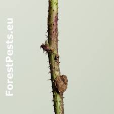 Attēlu rezultāti vaicājumam “Lasioptera rubi”