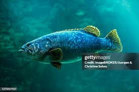 Image result for Epinephelus itajara