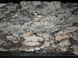 Attēlu rezultāti vaicājumam “Chaenotheca ferruginea”