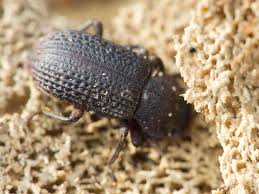 Attēlu rezultāti vaicājumam “Bolitophagus reticulatus”