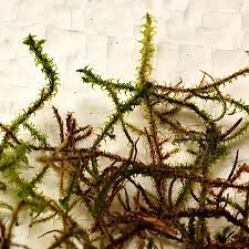 Attēlu rezultāti vaicājumam “Rhytidiadelphus subpinnatus”