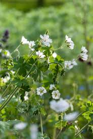 Attēlu rezultāti vaicājumam “Geranium pyrenaicum flower”
