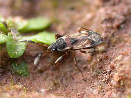 Attēlu rezultāti vaicājumam “Scolopostethus thomsoni”