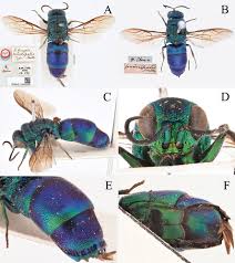 Attēlu rezultāti vaicājumam “Chrysididae”
