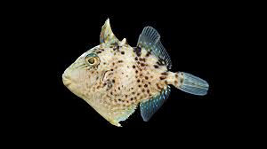 Image result for Balistes capriscus