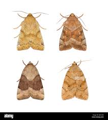 Attēlu rezultāti vaicājumam “Cosmia trapezina”