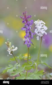 Attēlu rezultāti vaicājumam “Corydalis cava flower”