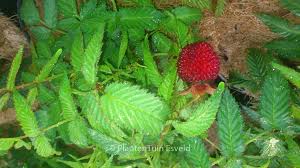 Attēlu rezultāti vaicājumam “Rubus illecebrosus”