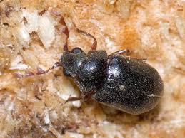 Attēlu rezultāti vaicājumam “Ptinus sp.”