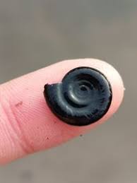 Attēlu rezultāti vaicājumam “Planorbis planorbis”