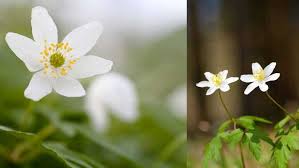 Image result for Buschwindröschen