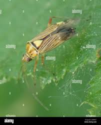 Attēlu rezultāti vaicājumam “Rhabdomiris striatellus”