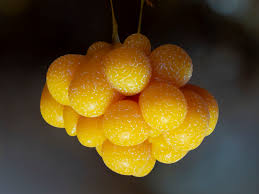 Attēlu rezultāti vaicājumam “Badhamia melanospora macro”