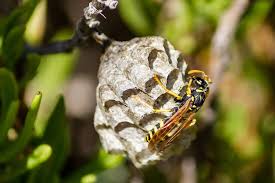 Attēlu rezultāti vaicājumam “nest”