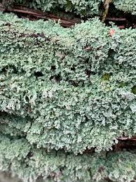 Attēlu rezultāti vaicājumam “Cladonia parasitica”