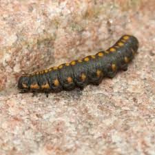 Attēlu rezultāti vaicājumam “Cucullia lucifuga larva”