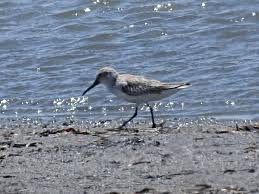 Attēlu rezultāti vaicājumam “Calidris falcinellus adult”