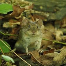 Attēlu rezultāti vaicājumam “Myodes glareolus”