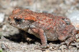 Attēlu rezultāti vaicājumam “Bufo bufo juvenile”