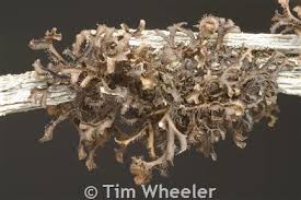 Attēlu rezultāti vaicājumam “Cetraria ericetorum”