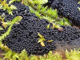 Attēlu rezultāti vaicājumam “Ruzenia spermoides”