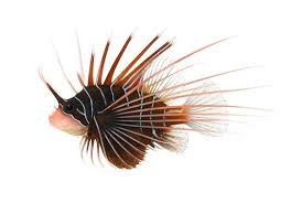 Image result for Pterois radiata