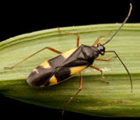 Attēlu rezultāti vaicājumam “Dryophilocoris flavoquadrimaculatus”