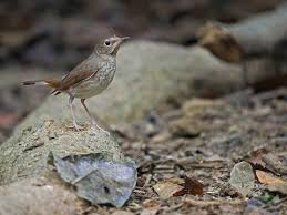 Image result for Luscinia sibilans