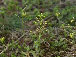 Attēlu rezultāti vaicājumam “Draba nemorosa”