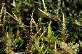 Attēlu rezultāti vaicājumam “Calliergon giganteum”