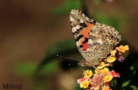 Attēlu rezultāti vaicājumam “Vanessa cardui”