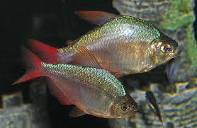 Attēlu rezultāti vaicājumam “Bilimbia tetramera”