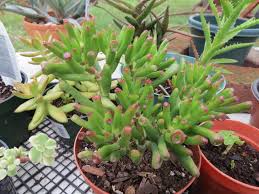 Attēlu rezultāti vaicājumam “Crassulaceae”