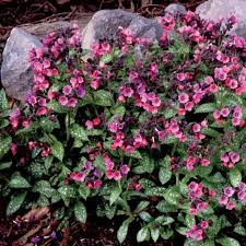 Image result for Pulmonaria officinalis