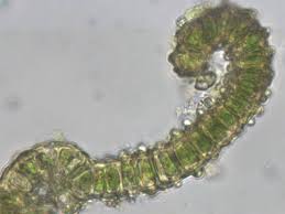 Attēlu rezultāti vaicājumam “Schistidium dupretii”