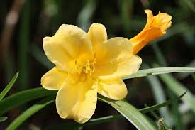 Attēlu rezultāti vaicājumam “Hemerocallis lilioasphodelus”