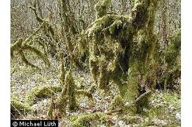 Attēlu rezultāti vaicājumam “Isothecium myosuroides”