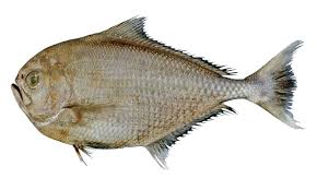 Image result for Eumegistus illustris