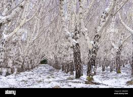 Attēlu rezultāti vaicājumam “Betula pendula var. carelica”