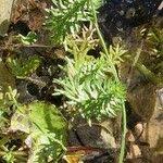 Attēlu rezultāti vaicājumam “Utricularia vulgaris leaf”