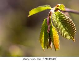 Attēlu rezultāti vaicājumam “Ulmus laevis leaf”