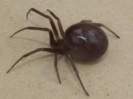 Attēlu rezultāti vaicājumam “Steatoda grossa female”